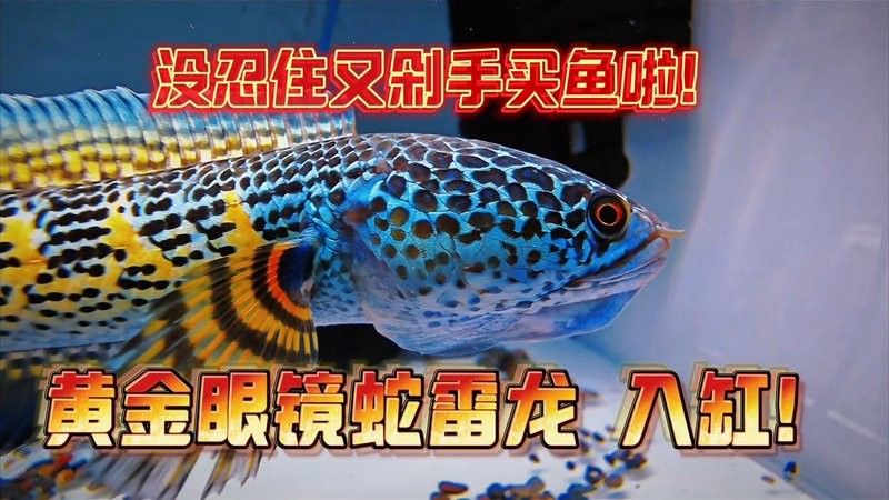 雷龍魚和龍魚哪個厲害些