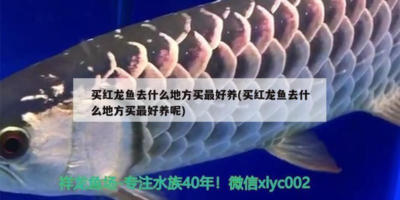 觀賞性金龍魚品種大全（金龍魚品種價格對比金龍魚繁殖過程詳解金龍魚飼養技巧）