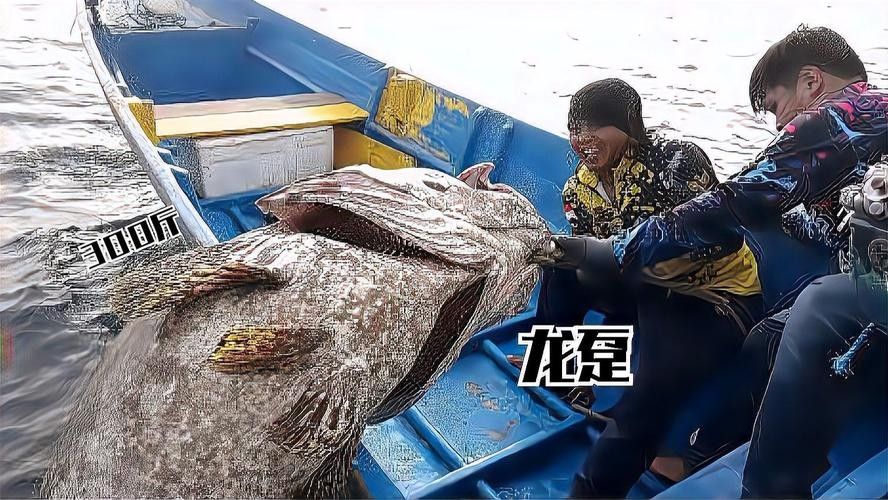龍躉魚的市場價格是多少？