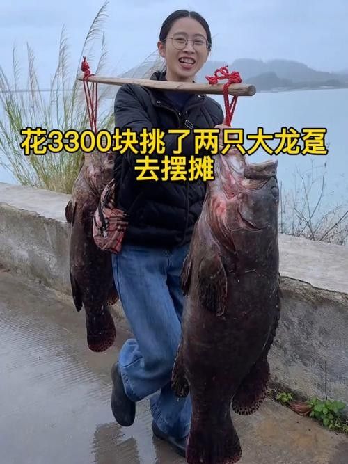 龍躉魚的市場價格是多少？