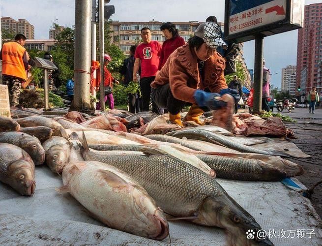 龍躉魚的市場價格是多少？