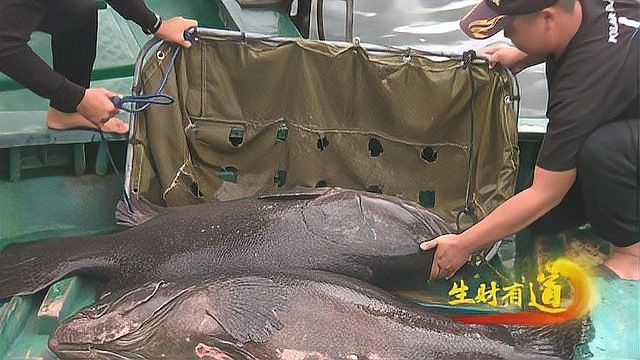 龍躉魚的市場價格是多少？