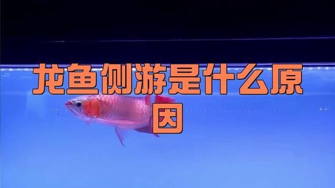 龍魚有點側游是怎么了