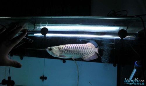 龍魚有什么品種圖片