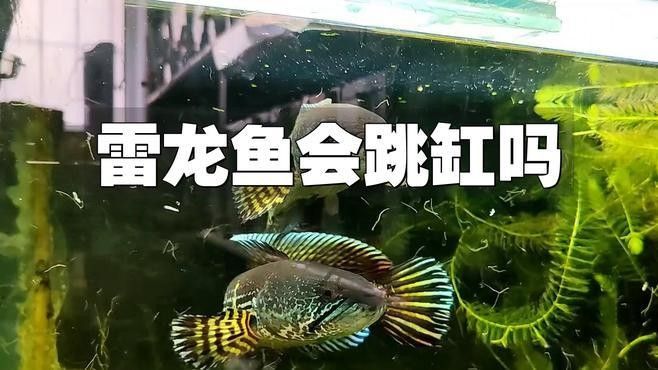 雷龍魚(yú)跳缸是什么原因引起的