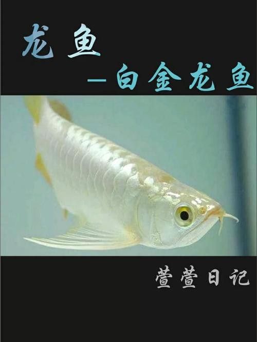 青龍魚與銀龍魚的區別圖片