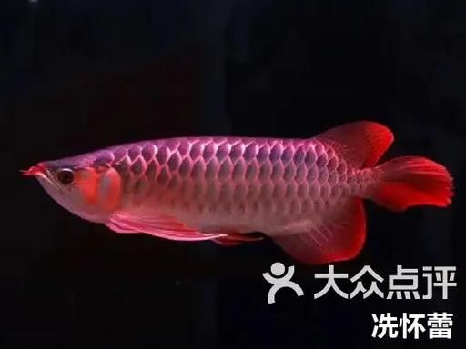 青龍魚與銀龍魚的區別圖片