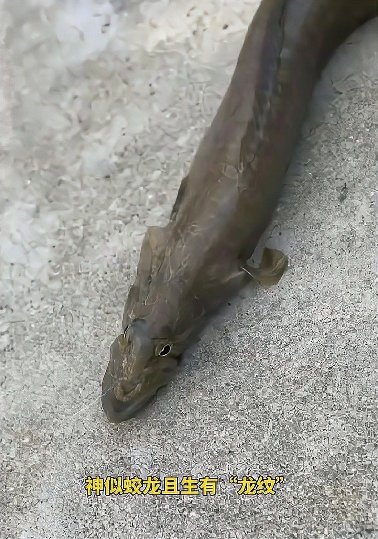 長的像龍魚的小型魚叫什么