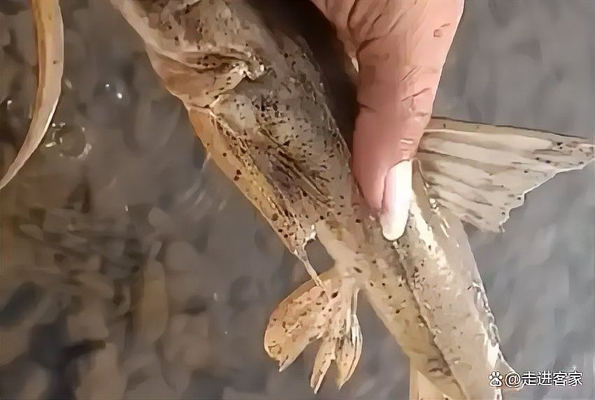 長的像龍魚的小型魚叫什么