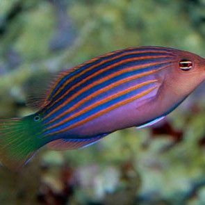 長的像龍魚的小型魚叫什么