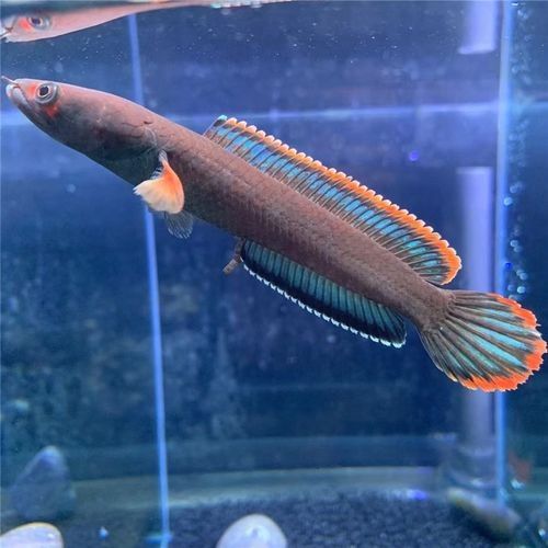 雷龍魚哪個品種最適合混養？