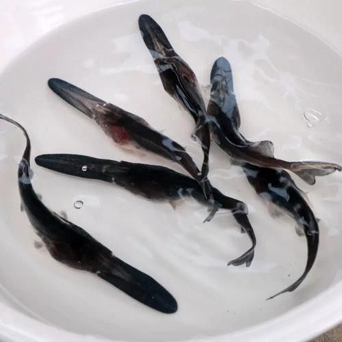 鴨嘴魚可以和龍魚混養嗎圖片大全