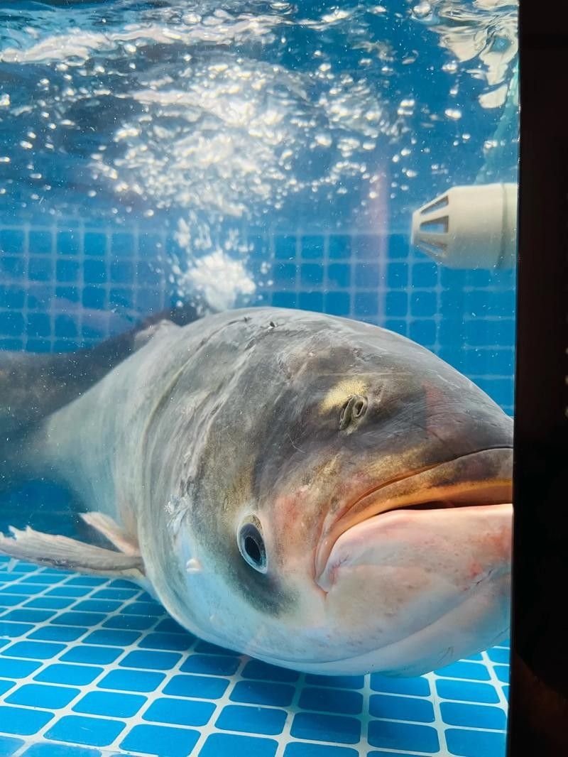 鴨嘴魚可以和龍魚混養嗎圖片大全