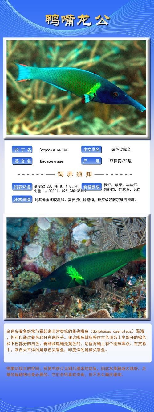 鴨嘴魚可以和龍魚混養嗎圖片大全