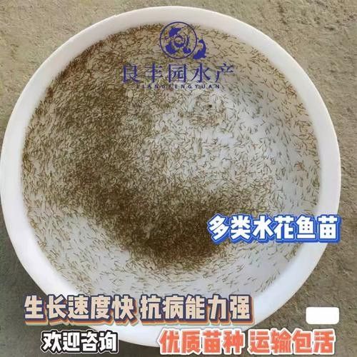 鴨嘴魚可以和龍魚混養嗎圖片大全