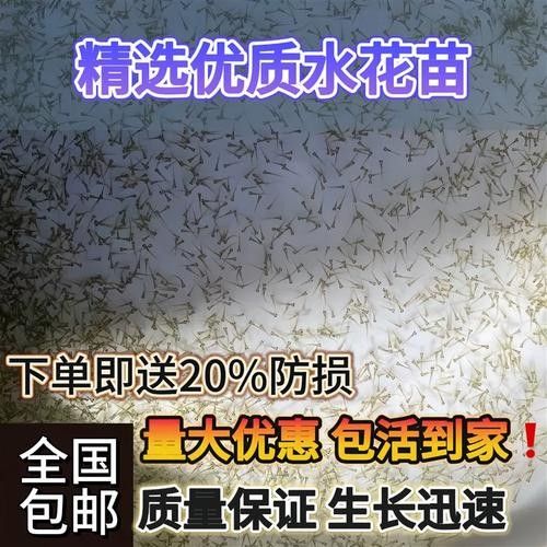鴨嘴魚可以和龍魚混養嗎圖片大全