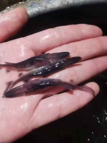 鴨嘴魚可以和龍魚混養嗎圖片大全