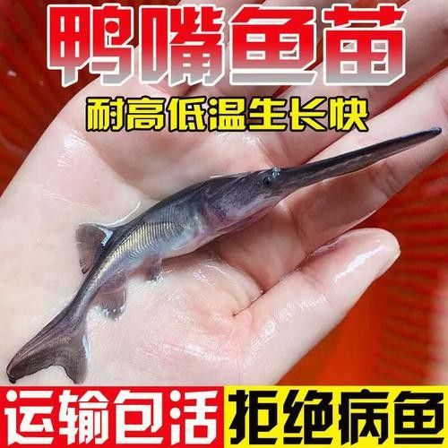 鴨嘴魚可以和龍魚混養嗎圖片大全