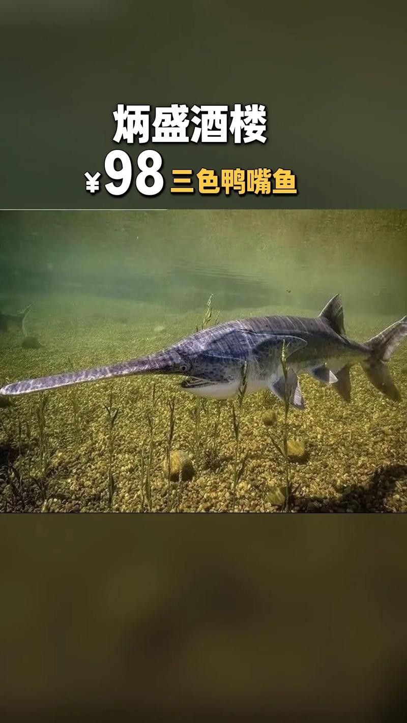 鴨嘴魚可以和龍魚混養嗎圖片大全