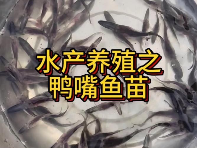 鴨嘴魚可以和龍魚混養嗎圖片大全