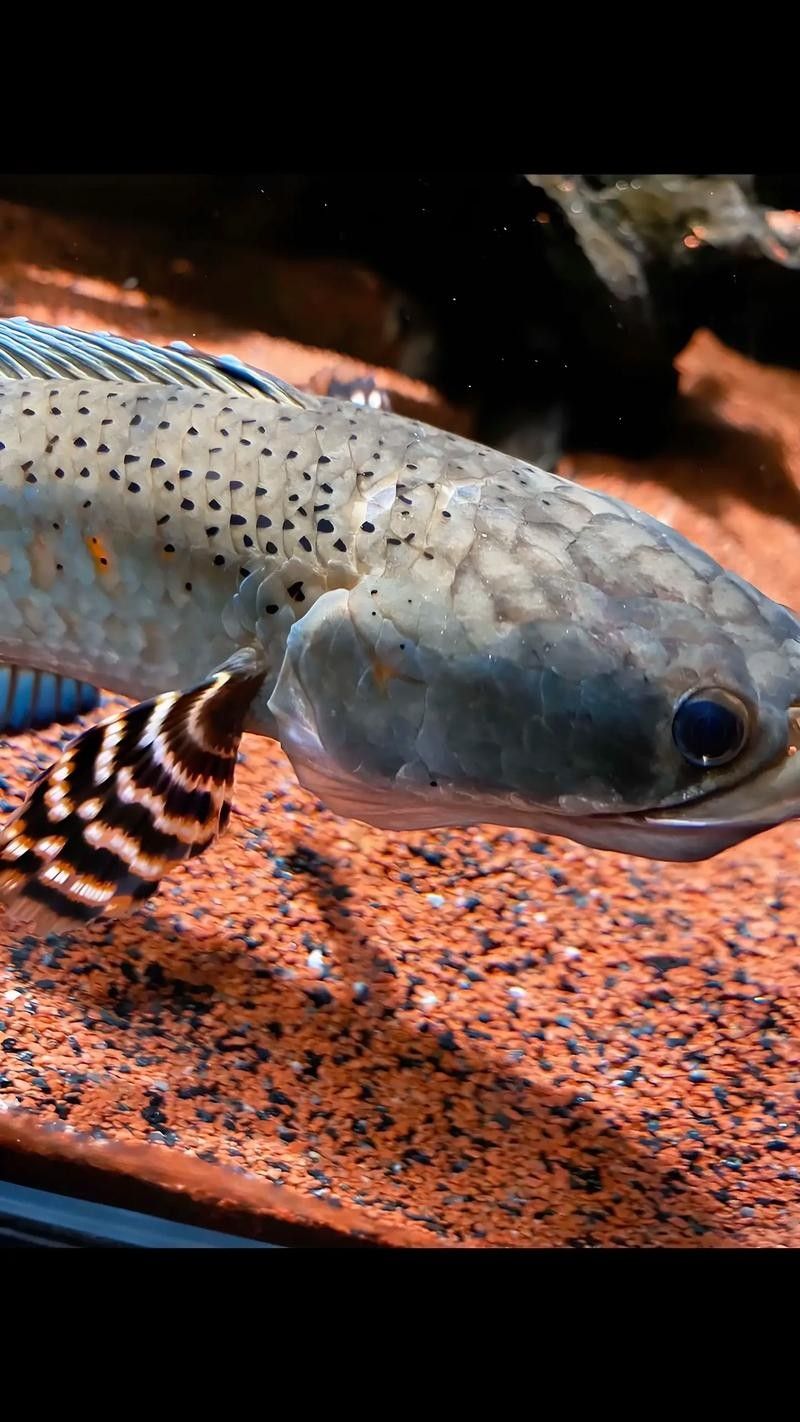 雷龍魚是淡水魚還是海水魚圖片