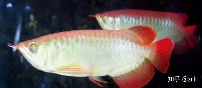 龍魚麻藥下多了后果會怎樣呢