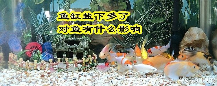 龍魚缸能放食用鹽嗎