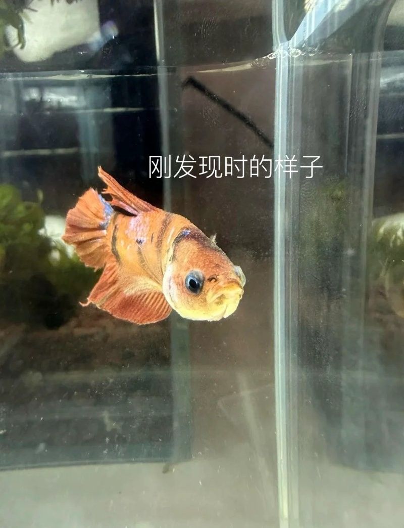 龍魚缸能放食用鹽嗎