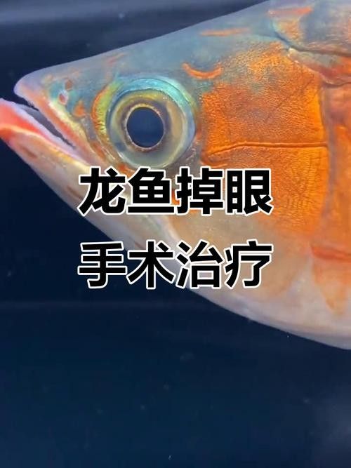 龍魚眼睛下垂怎么治療視頻講解圖