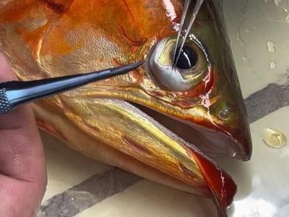 龍魚眼睛下垂怎么治療視頻講解圖