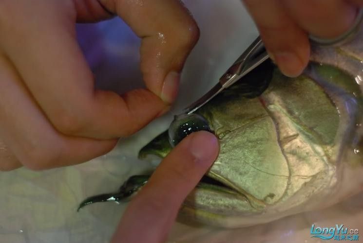 龍魚眼睛下垂怎么治療視頻講解圖