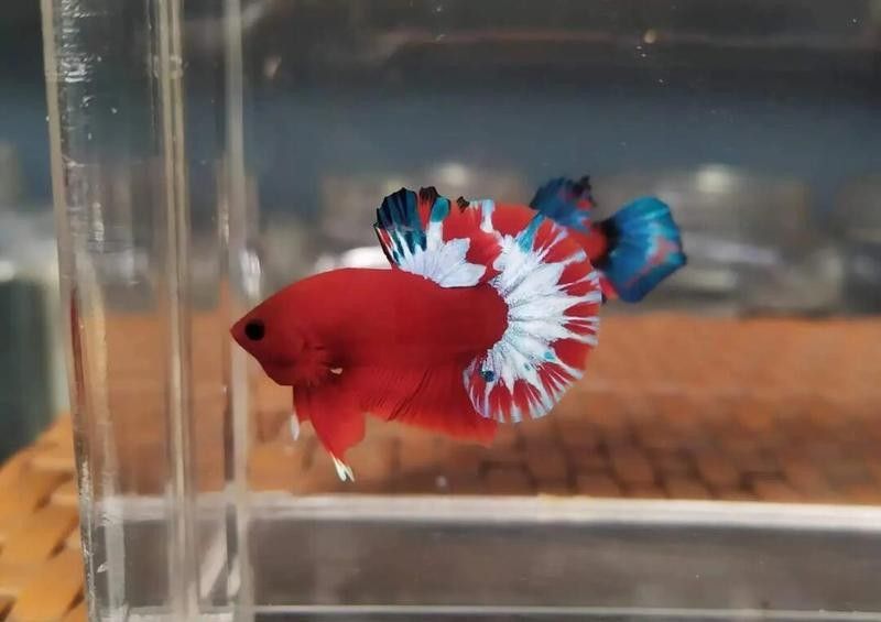 金龍魚飼養中哪些費用最高？