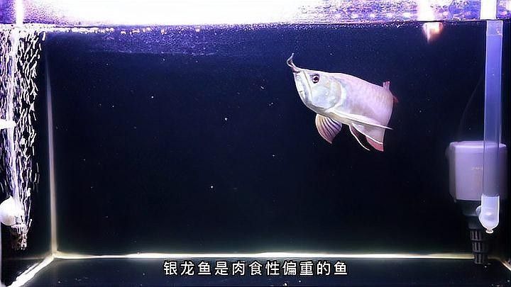 銀龍魚一般喂什么魚料最好