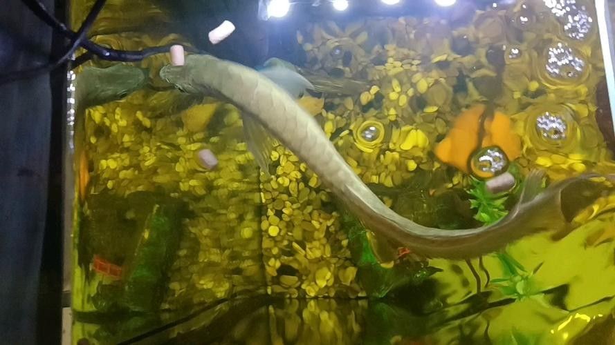 銀龍魚有過背的嗎圖片