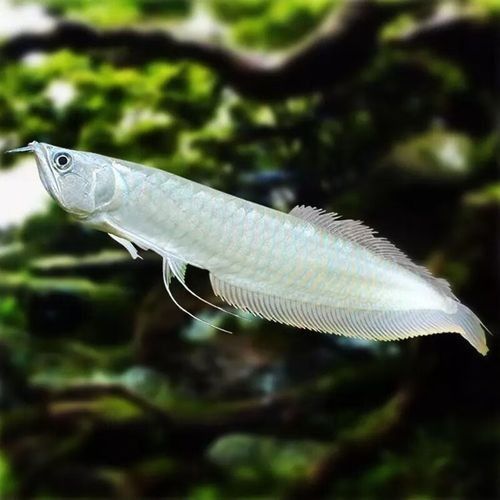 銀龍魚有過背的嗎圖片