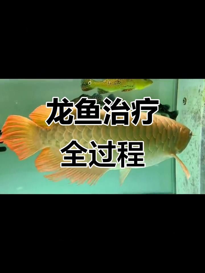 龍魚專用鹽如何正確使用？