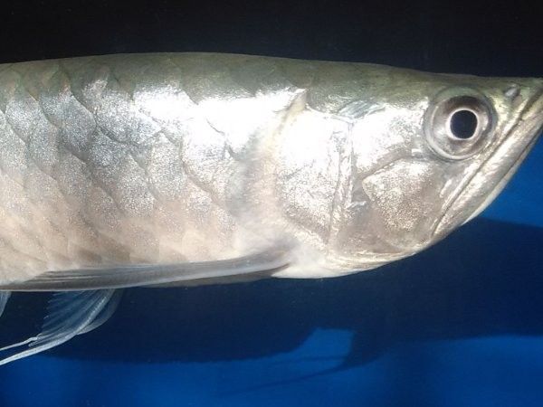 銀龍魚一個月能長多少厘米
