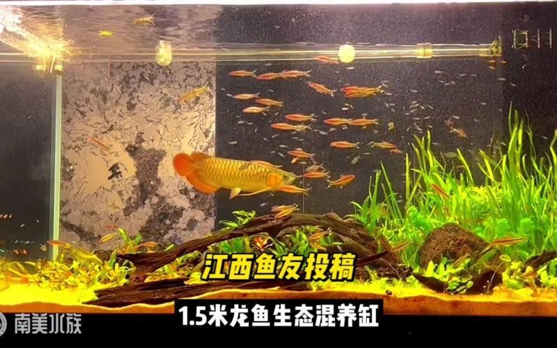 龍魚和銀龍魚一起養嗎圖片大全