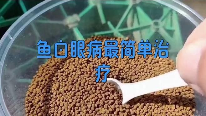 龍魚眼睛里面有一顆白點點怎么辦