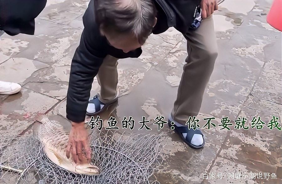銀龍魚放生到河里能活嗎視頻