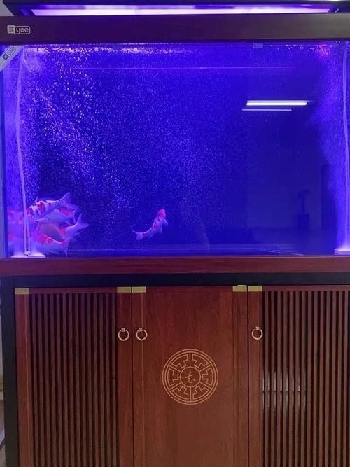 龍魚缸里放沉木好嗎圖片大全