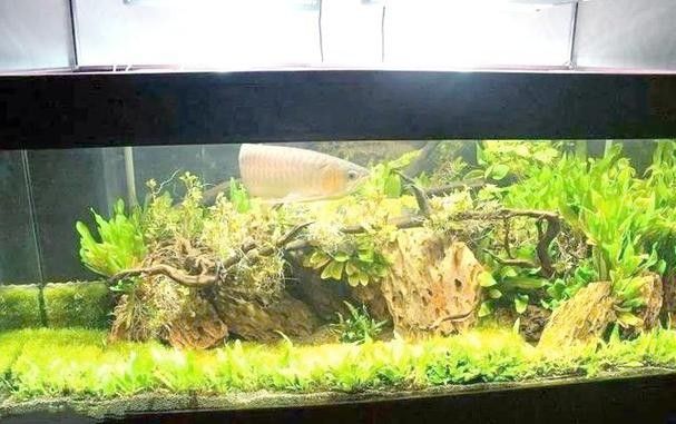 龍魚缸里放沉木好嗎圖片大全