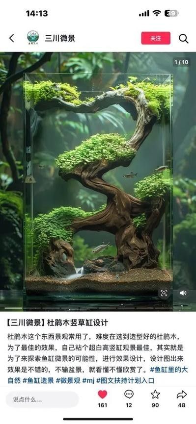 龍魚缸里放沉木好嗎圖片大全