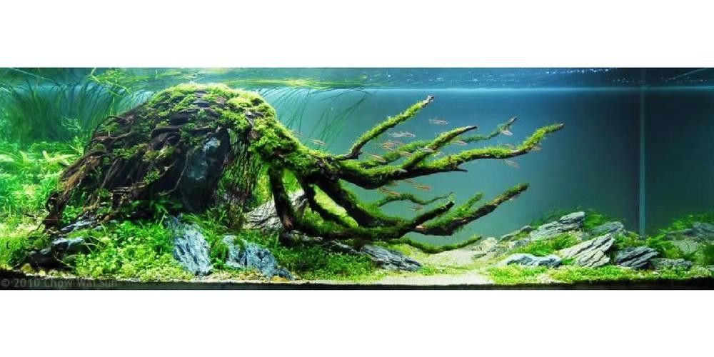 龍魚缸里放沉木好嗎圖片大全