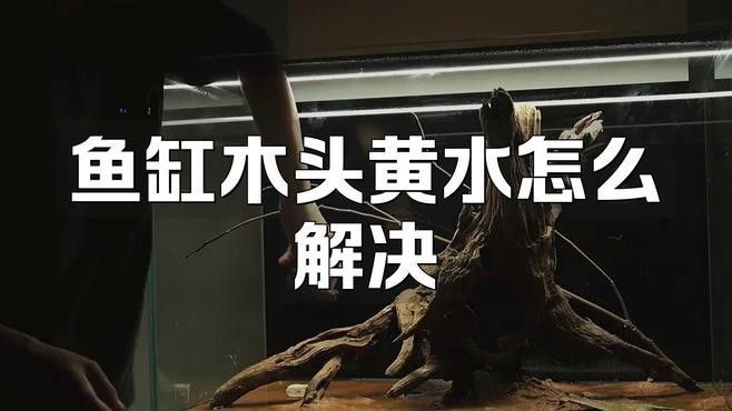 龍魚缸里放沉木好嗎圖片大全