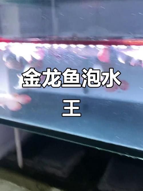 黃龍魚長什么樣子圖片視頻