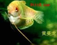 黃龍魚長什么樣子圖片視頻