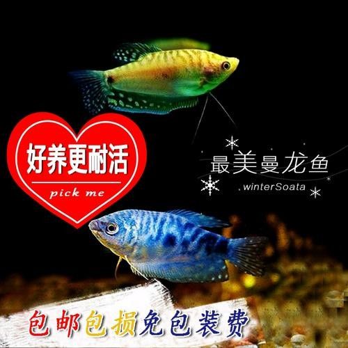 黃龍魚長什么樣子圖片視頻