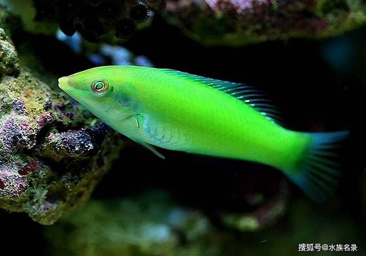 黃龍魚長什么樣子圖片視頻