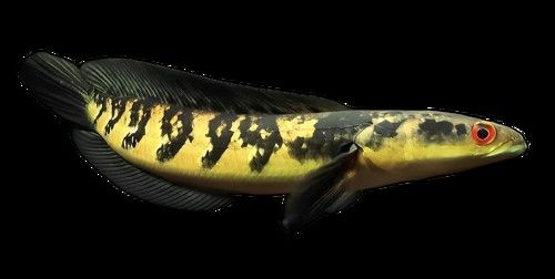 黃龍魚長什么樣子圖片視頻